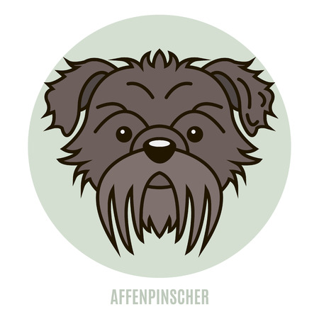Portrait of Affenpinscher. Vector illustration in style of flatのイラスト素材