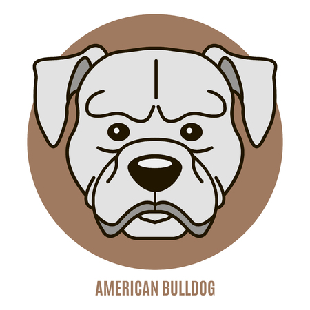 Portrait of American Bulldog. Vector illustration in style of flatのイラスト素材