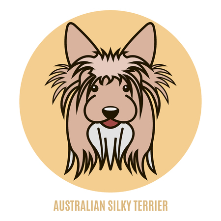 Portrait of Australian Silky Terrier. Vector illustration in style of flatのイラスト素材