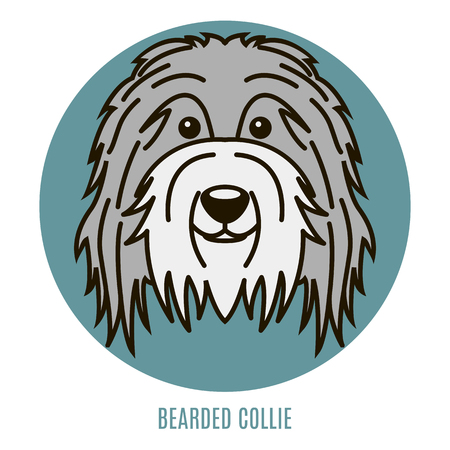 Portrait of Bearder Collie. Vector illustration in style of flatのイラスト素材