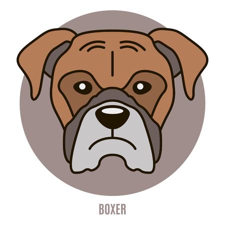 Portrait of Boxer. Vector illustration in style of flatのイラスト素材