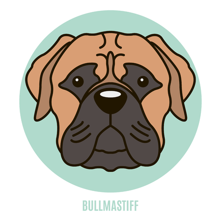 Portrait of Bullmastiff. Vector illustration in style of flatのイラスト素材