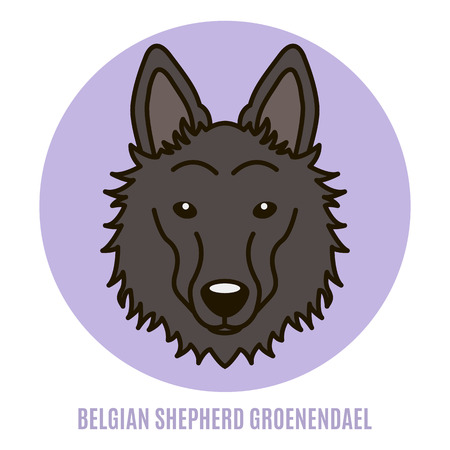 Portrait of Belgian Shepherd Groenendael. Vector illustration in style of flatのイラスト素材