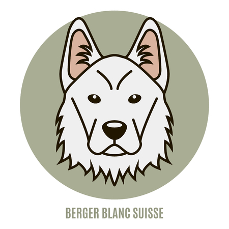 Portrait of Berger Blanc Suisse. Vector illustration in style of flatのイラスト素材