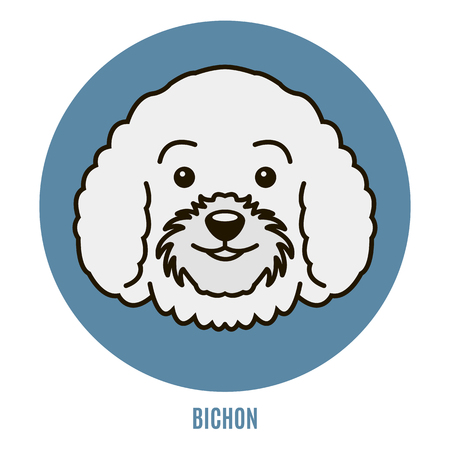 Portrait of Bichon. Vector illustration in style of flatのイラスト素材