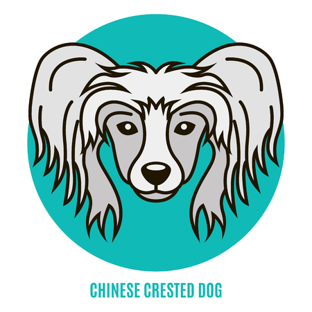 Portrait of Chinese Crested Dogのイラスト素材