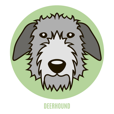 Portrait of Deerhoundのイラスト素材