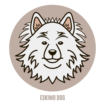 Portrait of Eskimo Dogのイラスト素材