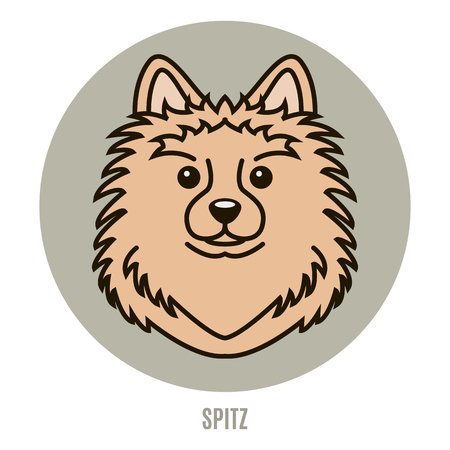 Portrait of Spitz. Vector illustration in style of flatのイラスト素材