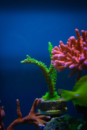 Montipora Digitata red - Acropora Yongei - Montipora Setosa in reef aquarium and blue background.