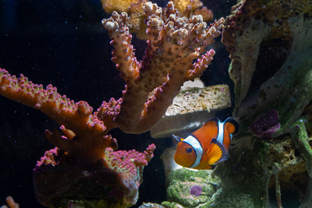 Amphiprion ocellaris, also known as clown fish and corals.の写真素材