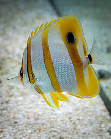 Butterfly fish inside coral reef aquarium Chelmon rostratus Copperband, beautiful fish.