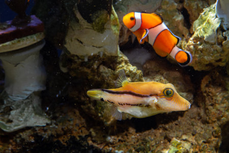 Saddle Valentini Puffer (Canthigaster valentini) - fish found in Brazilian seas and Clown fish.