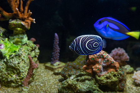 Pomacanthus imperator in reef aquarium - young.