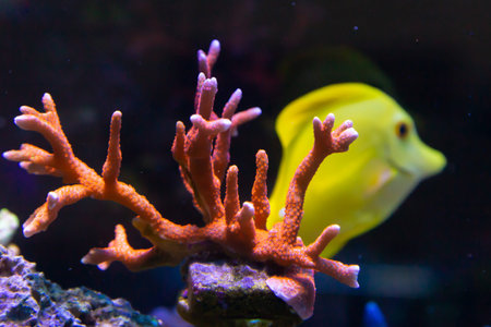 Montipora Digitata red and Yellow tang in background.の写真素材