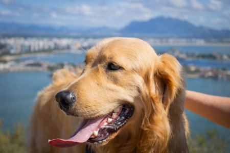 Very beautiful yellow-haired dog with a view of Mestre Alvaro's mountain in the background. Morro do Moreno. Espirito Santo, Brazil.の写真素材