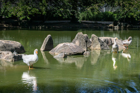 Beautiful view of Parque da Pedra da Cebola (onion rock), Vitoria City, Espirito Santo State. Detail of the geese on the lake stones. short exposure.の写真素材