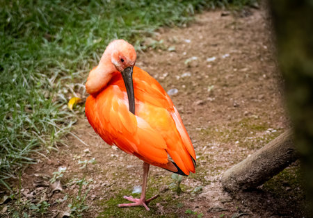 GuarÃ¡ (Eudocimus ruber) at the zoo in Marechal Floriano, EspÃ­rito Santo state. February 12, 2023. Scratching feathers, balanced on just one pawの写真素材
