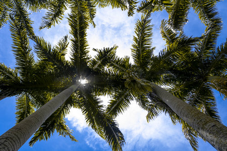 Bottom view of very tall coconut trees in backlight at the zoo in Marechal Floriano, EspÃ­rito Santo state. February 12, 2023.の写真素材