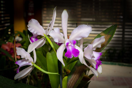 White orchid with purple interior, with the background of a flower shop. Species C. Labiata.
