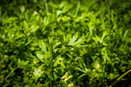 Coriander in a garden with a blurred background. Species Coriandrum sativum.の写真素材