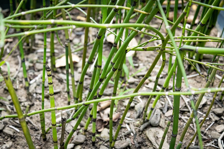 Horsetail with blurred garden background. Illuminated by the Sun. Species Equisetum giganteum.