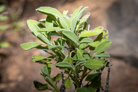 Sage in a garden with a blurred background. Species Salvia officinalis.の写真素材