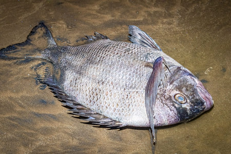Very large white sea bream found dead on the beach, most likely caused by excessive pollution in the...