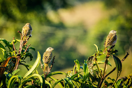 Three ground canary birds (Sicalis flaveola) on a tree branch. Forest background.の写真素材