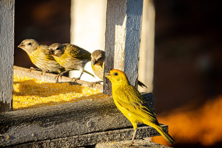 Bird ground canary (Sicalis flaveola) eating feed in a wooden house.の写真素材