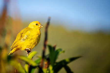 Ground canary bird (Sicalis flaveola) perched on a tree branch. Forest and blue sky background.の写真素材
