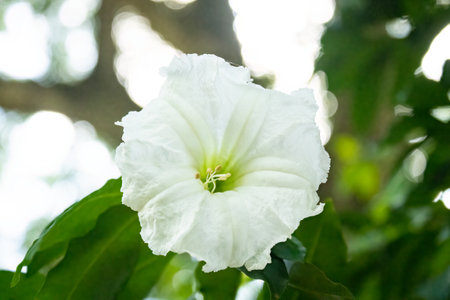 White flower in the backlight with the sun and green vegetation in the background.の写真素材