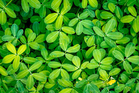 Pattern of small green leaves of a plant seen from above. Small detail of a yellow flower in the pattern.の写真素材