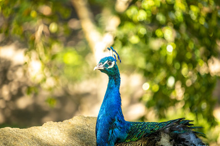 Peacock looking at the camera with a brown forked tree background.の写真素材