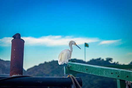 Egret perched on the roof of a vessel with the Brazilian flag in the background.