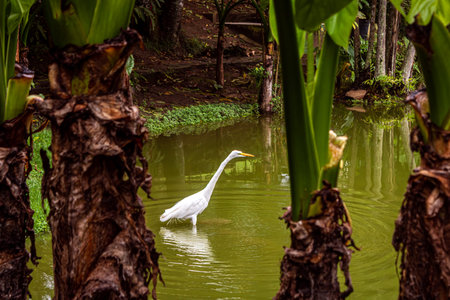 Goose walking in lake water, seen between two banana trees.