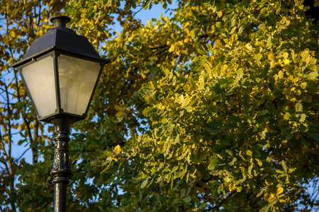 street lamp in retro style and oak tree with acornsの写真素材