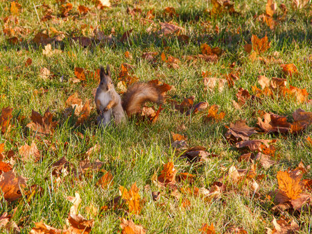squirrel stands on its hind legs among yellow leaves on green grass in a park