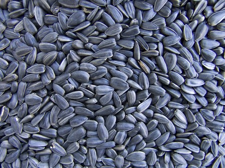 The dry beautiful sunflower seeds for backgroundの写真素材