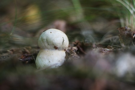 One little cep growing in the deciduous wood, close-up photoの写真素材