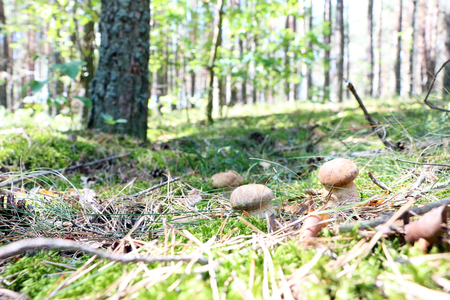 Two white ceps which grows in the wild forest, boletus in the sun rays, close-up photoの写真素材