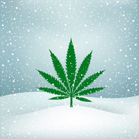 Growing cannabis hemp marijuana green leaf on white and blue snow Christmas backgroundのイラスト素材