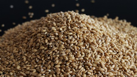 Pile of wholegrain of pearl barley or wheat spill on black background. Agriculture food raw seed. Closeup macro photoの写真素材