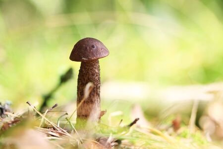Brown cap boletus close-up growing in wood. Small Leccinum mushroom grow in forest. Beautiful little boleteの写真素材