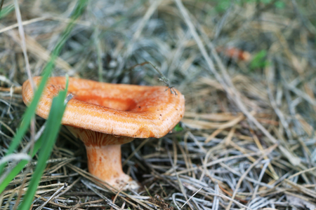 Mushroom Lactarius with with red cap grow in wood. Fresh mushrooms growing in forestの写真素材