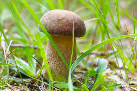 white cep growing in the grass. Beautiful summer mushroom growthの写真素材