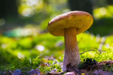 large summer cep mushroomの写真素材