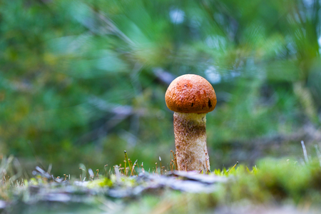 Small leccinum mushroom growing in moss. Orange cap boletus grow in wood. Beautiful edible autumn boleteの写真素材