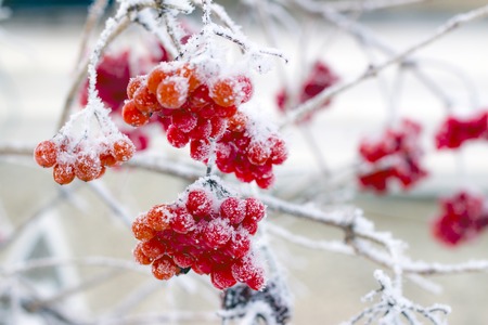 frozen Cherry viburnum branchesの写真素材