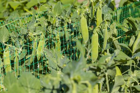 Pea growing on sunny grid field. Vegetable diet plant. Vegan food ingredientの写真素材